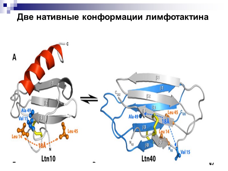 67       Две нативные конформации лимфотактина